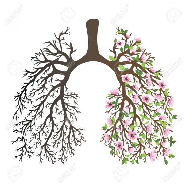 Human lungs. respiratory system. Healthy lungs. Light in the form of a ...