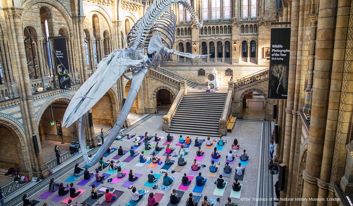 Natural museum перевод. Музей естествознания Лондон фасад. Сайнс музей Лондон. Natural History Museum London Sleepover. Музей естествознания Лондон красная зона.