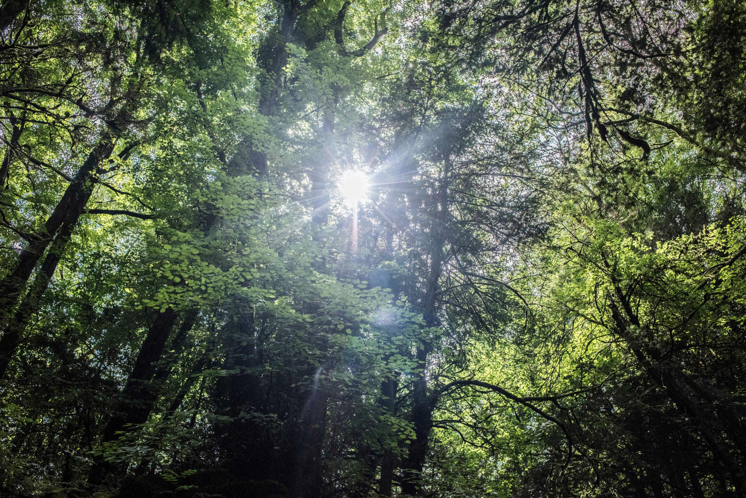Conscious Connected Breathwork and Coherent Breathing, The Priory, Monmouth Wednesday 19th March @ 18.00
